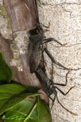 Boxelder Bugs April 2025